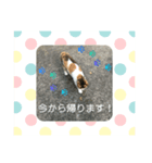 猫スタンプニャンニャン（個別スタンプ：6）