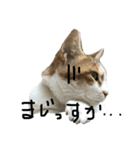 猫スタンプニャンニャン（個別スタンプ：7）