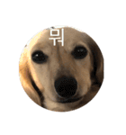 可愛い犬 コレクション（個別スタンプ：1）