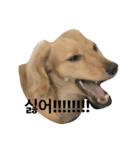 可愛い犬 コレクション（個別スタンプ：2）