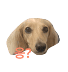 可愛い犬 コレクション（個別スタンプ：3）