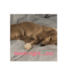 可愛い犬 コレクション（個別スタンプ：4）