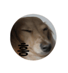 可愛い犬 コレクション（個別スタンプ：6）