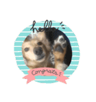 可愛い犬 コレクション（個別スタンプ：7）