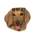 可愛い犬 コレクション（個別スタンプ：9）