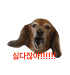 可愛い犬 コレクション（個別スタンプ：10）