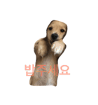 可愛い犬 コレクション（個別スタンプ：11）