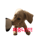 可愛い犬 コレクション（個別スタンプ：12）
