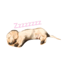 可愛い犬 コレクション（個別スタンプ：14）