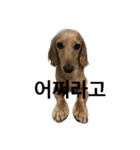 可愛い犬 コレクション（個別スタンプ：15）
