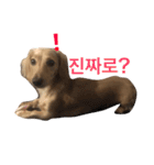 可愛い犬 コレクション（個別スタンプ：16）