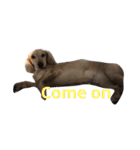 可愛い犬 コレクション（個別スタンプ：17）