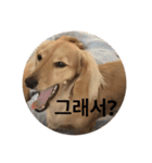 可愛い犬 コレクション（個別スタンプ：19）