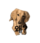 可愛い犬 コレクション（個別スタンプ：22）