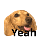 可愛い犬 コレクション（個別スタンプ：24）