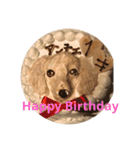 可愛い犬 コレクション（個別スタンプ：25）
