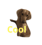 可愛い犬 コレクション（個別スタンプ：28）