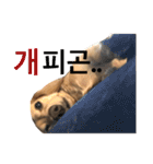 可愛い犬 コレクション（個別スタンプ：29）