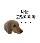 可愛い犬 コレクション（個別スタンプ：30）