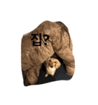 可愛い犬 コレクション（個別スタンプ：31）