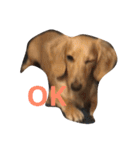 可愛い犬 コレクション（個別スタンプ：32）