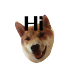 shiba-lucky（個別スタンプ：1）