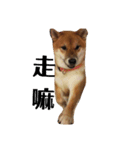 shiba-lucky（個別スタンプ：2）