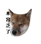 shiba-lucky（個別スタンプ：3）