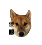 shiba-lucky（個別スタンプ：4）