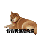 shiba-lucky（個別スタンプ：6）