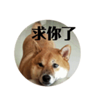 shiba-lucky（個別スタンプ：8）