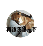 shiba-lucky（個別スタンプ：9）