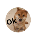 shiba-lucky（個別スタンプ：10）