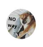 shiba-lucky（個別スタンプ：11）