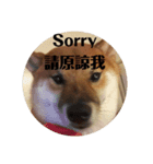shiba-lucky（個別スタンプ：12）