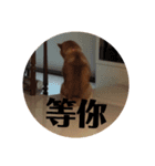 shiba-lucky（個別スタンプ：14）