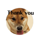 shiba-lucky（個別スタンプ：15）