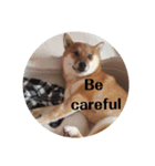shiba-lucky（個別スタンプ：16）
