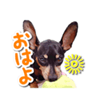 麦セリフスタンプ（個別スタンプ：3）