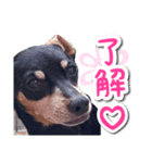 麦セリフスタンプ（個別スタンプ：5）
