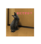 猫のごまちゃんスタンプ（個別スタンプ：2）