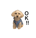 犬ーモコ（個別スタンプ：1）