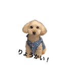 犬ーモコ（個別スタンプ：2）