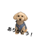犬ーモコ（個別スタンプ：3）