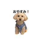 犬ーモコ（個別スタンプ：4）