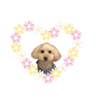 犬ーモコ（個別スタンプ：5）