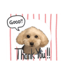 犬ーモコ（個別スタンプ：7）