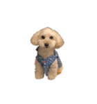 犬ーモコ（個別スタンプ：8）