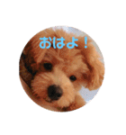 ポメプー サスケの日常（個別スタンプ：2）