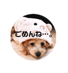 ポメプー サスケの日常（個別スタンプ：6）
